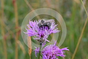 Greater knapweed Centaurea scabiosa purple flower with bumblebee photo